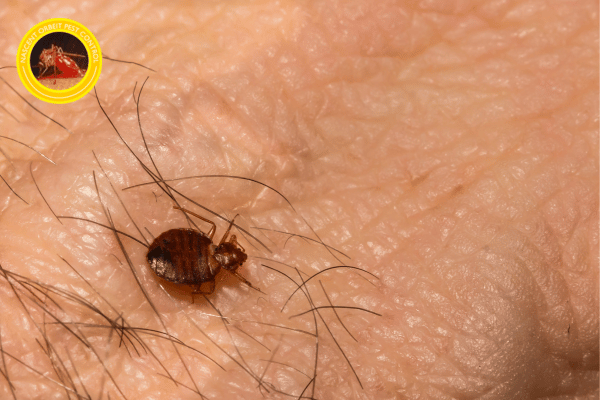 bed bug pest control service near me